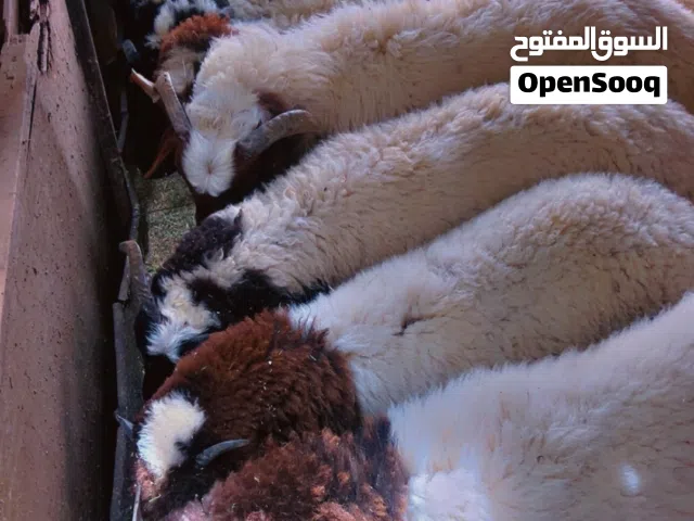 خرفان مشالله
