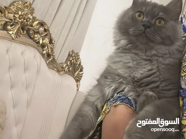 قطه انثى جميل وهاديه