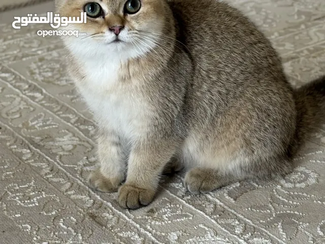 سكوتش ستريت و برتش بلو