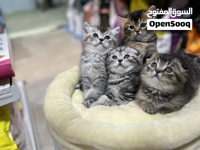 قطط بسس قطاوة كبسولات السعادة شوكولا العيد أحلى كيتين فيكي ياعمّان عروض ولا أروع  تابع الوصف
