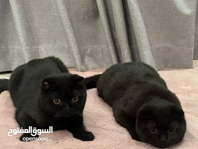 2 Male Scottish Fold Kittens – 7 Months Old (500 AED Each)