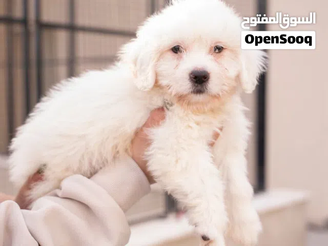 جراء منزليه ..تربيه منزل..باسعار مغريه ومناسبه جدا..نتشرف بزيارتكم لنا
