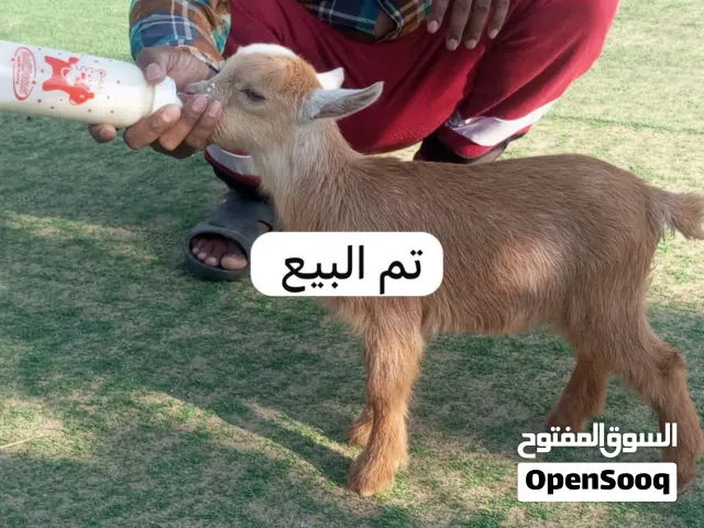 ماعز بقمي  القزم