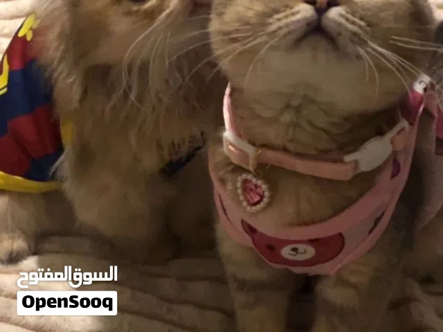 قطط سكوتش فولد