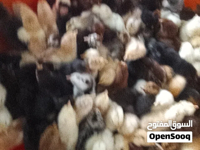 يوجد 115 فلوس عربي للبيع مستعجل مكان غريان