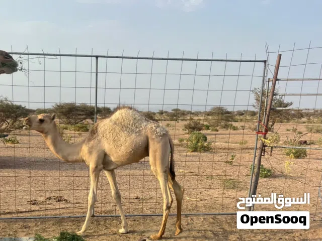 جمل -جعود رضيع غير مركوض من الاخر500