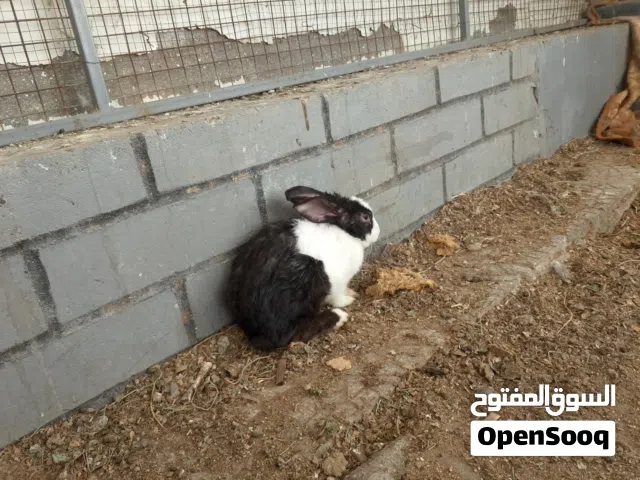 ارنب ذكر منتج