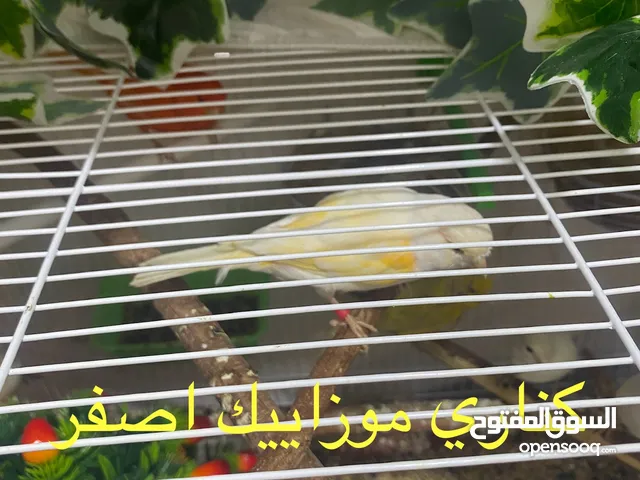 كناري وحسون جميله