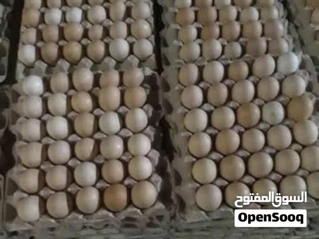 للحجز والبيع بيض مخصب دجاج كانجا الحبشي والفرنسي التهجين مع فيتنامي والرومي والفرنسي كولمبي البيور