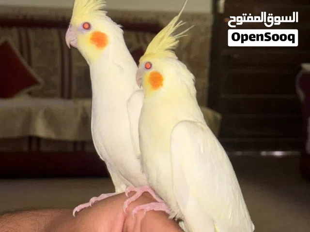 زوج كوكتيل شكريات عيون حمر اليفات طينة