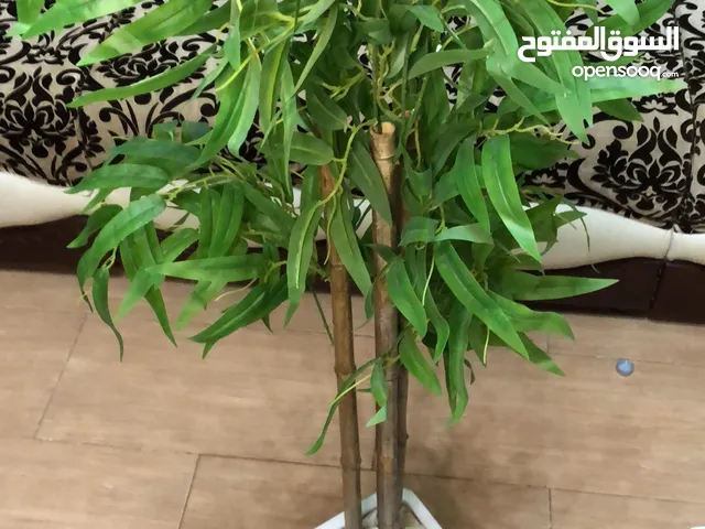 نبات صيناعي وحدا
