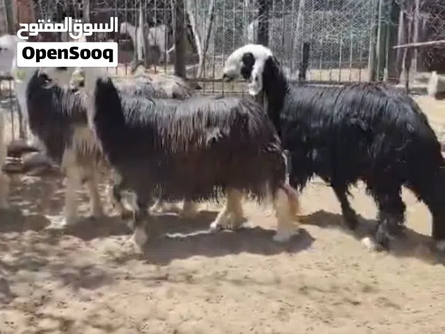 يعد نجديات
