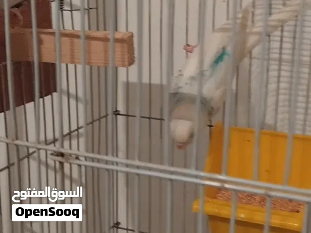 كوبيه للبيع