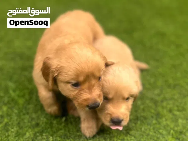 Golden Retriever الجولدن ريتريفر العمر أسبوعين العدد 10 انثي 5وذكور5