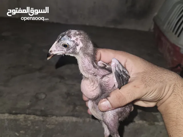 5 aseel chicks for sale