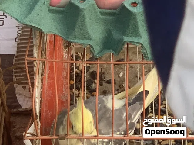 مطلوب كوكتيل نثيه سعر 20 بصره زبير