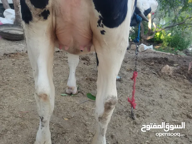 بكيره مسكره بالصلاه على النبي اعشار 8 شهور