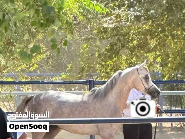 حصان عربي واهو مسجل