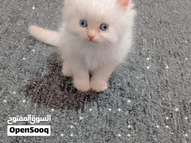قطط هيمالايا اورانج لونغ هير العمر 50 يوم