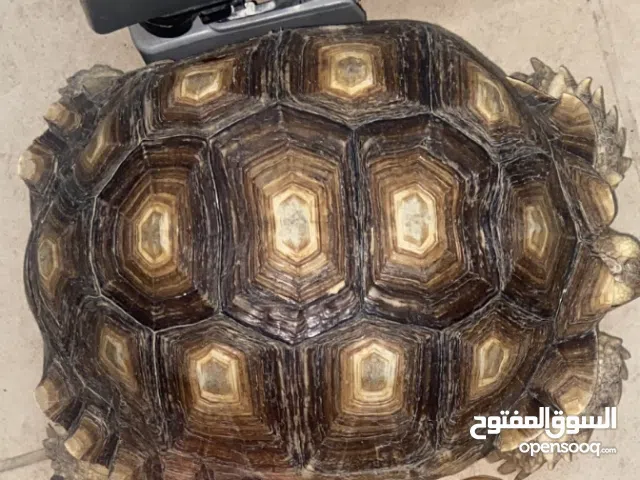 سلحفاة سولكاتا