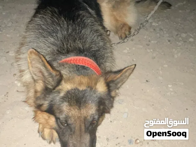 كلب جيرمن ..،
