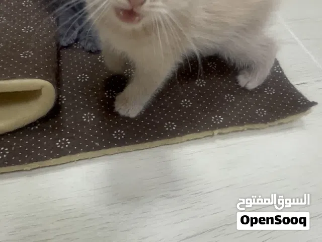 Mix sherazy +British shorthair