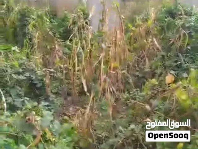 ارضيه حر معمد مضرب معمد