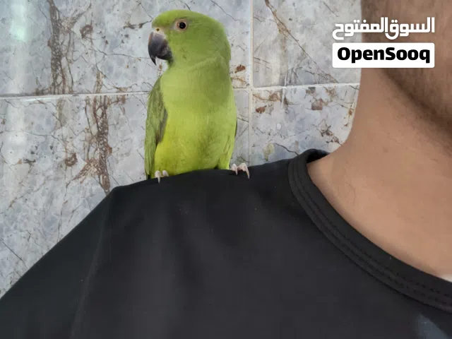 درة أفريقي نظيفة - نص ألافة لون اخضر