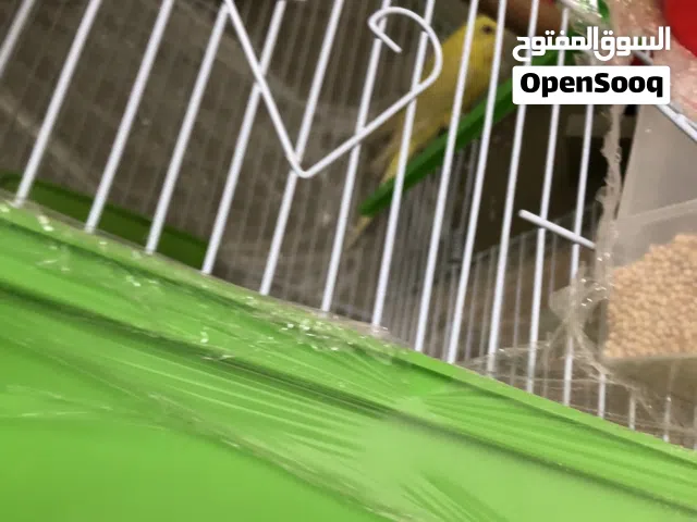 عصافير حب جميلة