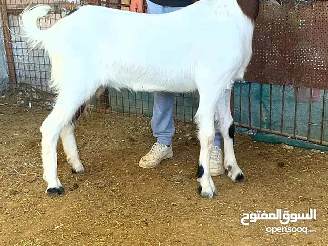 سخله حجازيه اسنان اللبن قطعه شكل ولون
