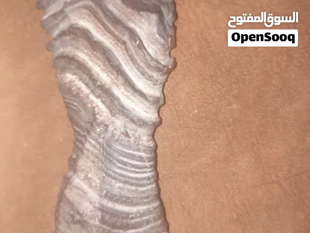 تريلوبايتس هي مفصليات بحرية منقرضة عاشت من العصر الكمبري المبكر إلى أواخر العصر البرمي، منذ حوالي 52
