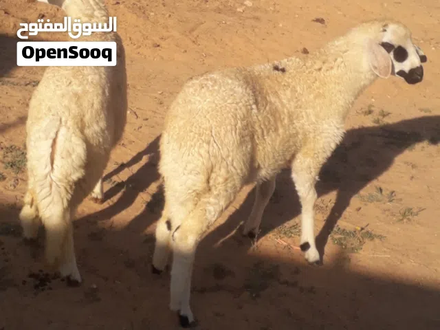زوز إفطايم برقاويات عمرهم 5شهور إفاطايم ماشاء الله لا قوة إلا بالله خاليات من جميع العيوب سعر الواحد