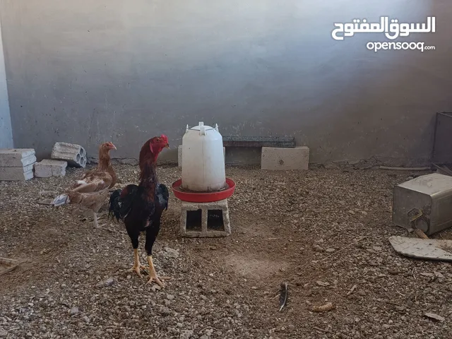 دجاج باكستاني للبيع خط أول