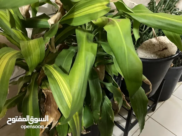 للبيع نباتات