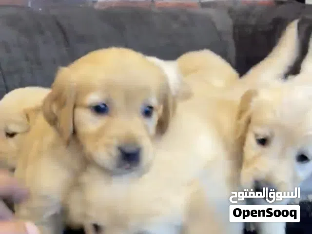 جراوي جولدن