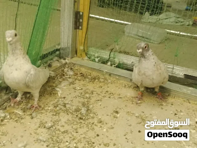 10 جوز قراقطة