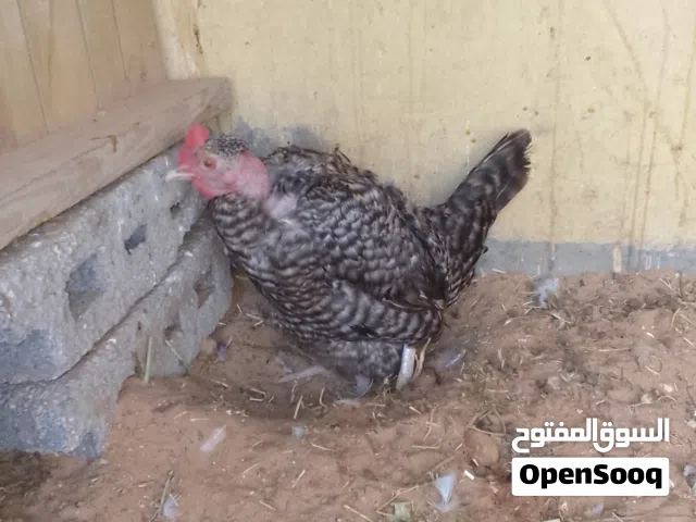 دجاجتين وفروج كتينه فرنساوات الحجم غلاض