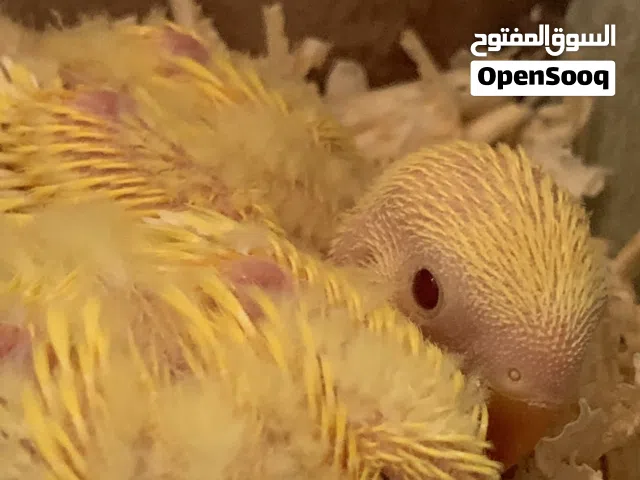 فراخ روز للزق اليدوى و حب بلاك فيس