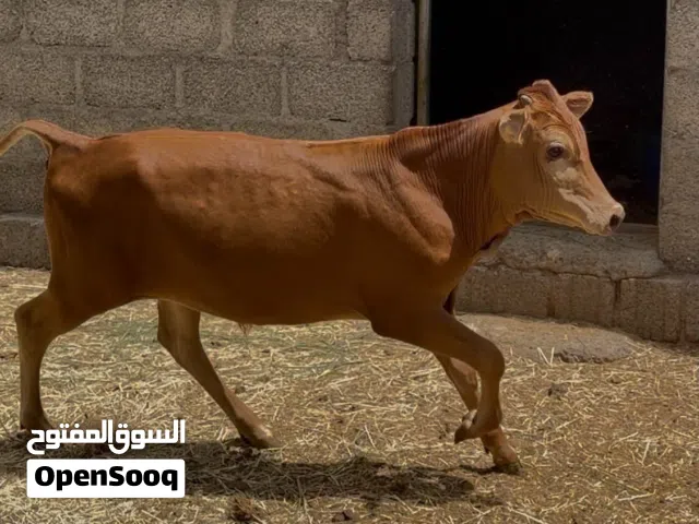 للبيع عجل عماني ماشاءالله عليه سمنه فل