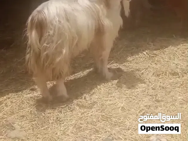 تيس محلي  كبير