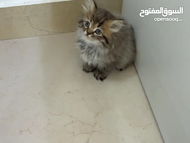 شيرازي ذكور واناث بصحه جيده