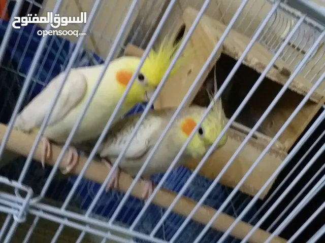 3 كروان كوكتيل حالة ممتاذة جاهزين لزواج