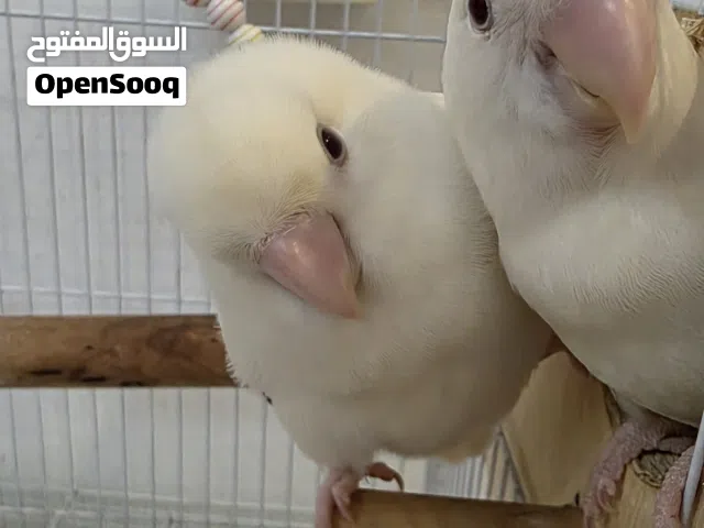 زوج طيور روز البينو منتج مع البياضة و القفص