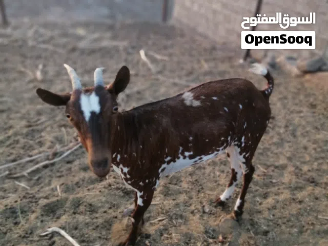 سخلات مال صلالة لبيع ...............