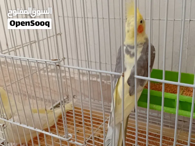 كوبيه كوكتيل ربي يبارك للبيع