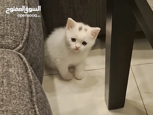 كتن عمر 50 يوم لطيفات لعوبات وبصحه جيده