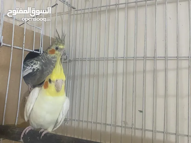 جوز كوكتيل على وجه بيض اغلب وقتهم بلكوخ