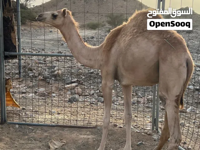 أفلح من ذكر الله بكره فل سمنه