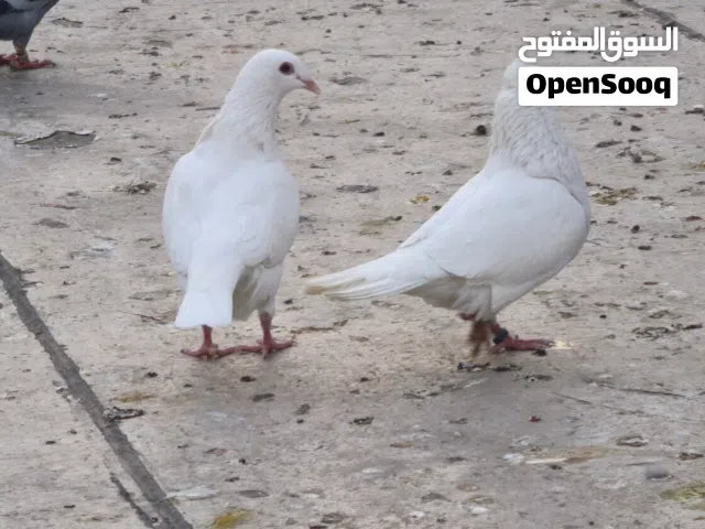 زوج زواجل بيض