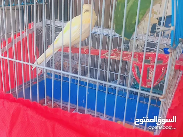 كنار للبيع